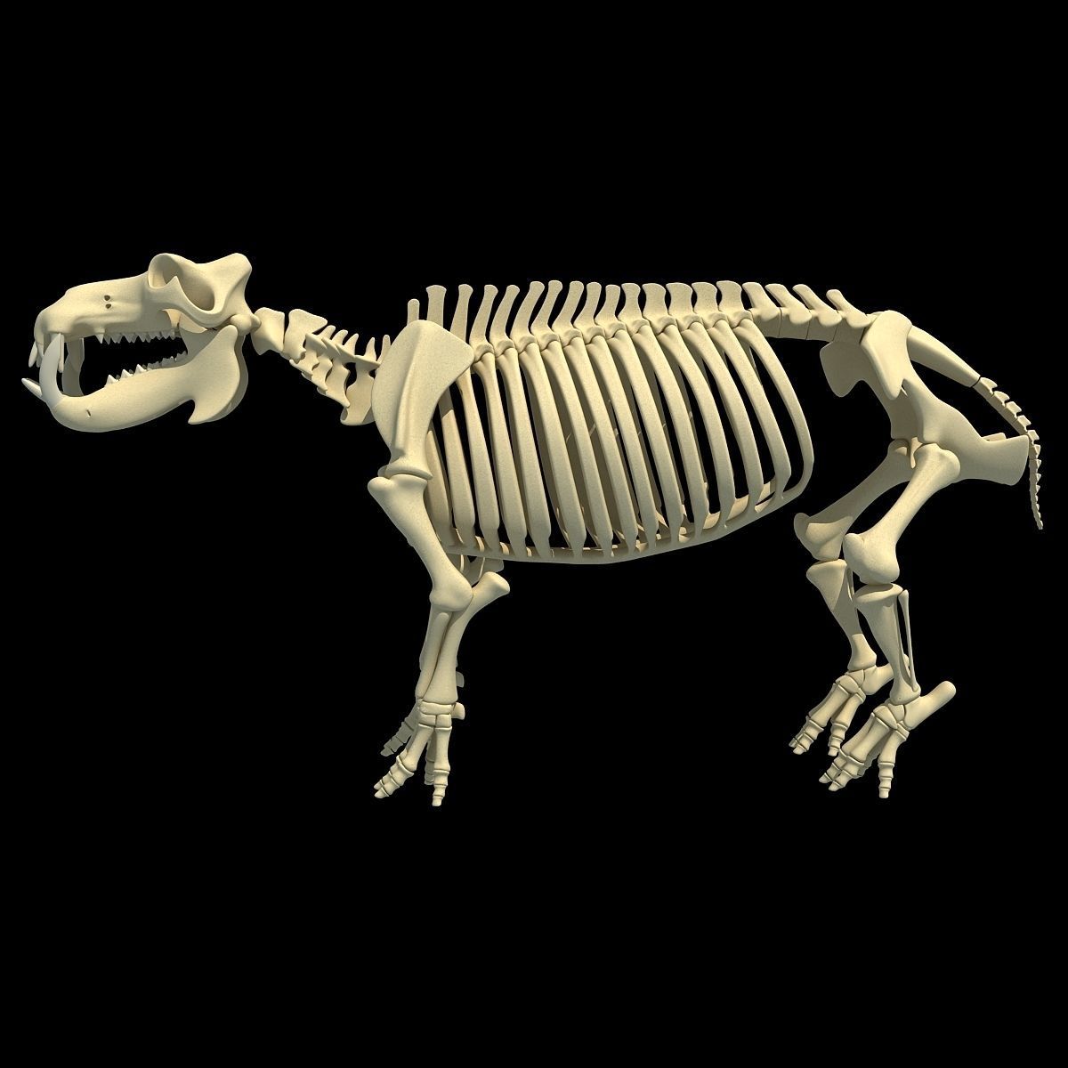 Animal Skeleton 3D Models 3D model_18