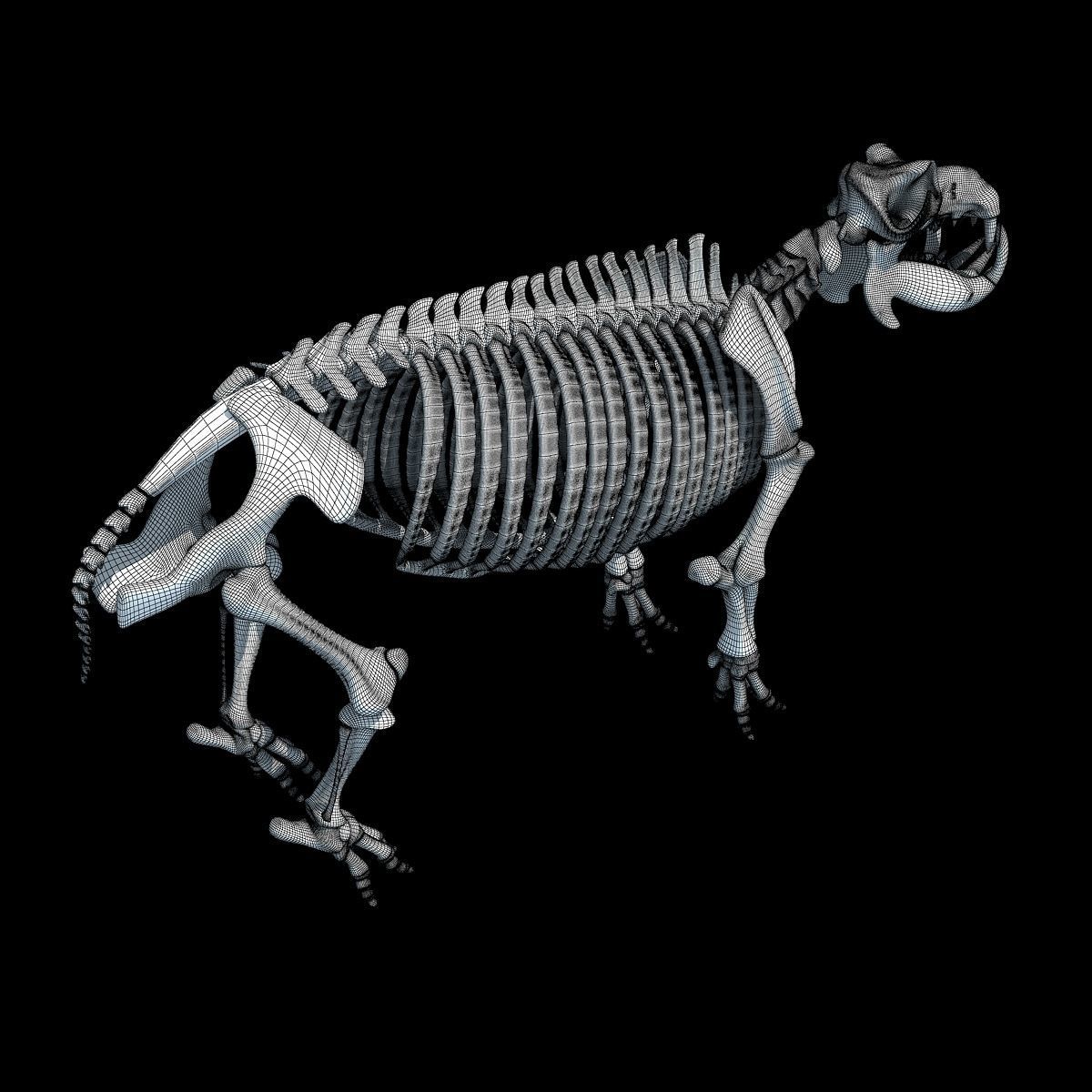 Animal Skeleton 3D Models 3D model_25