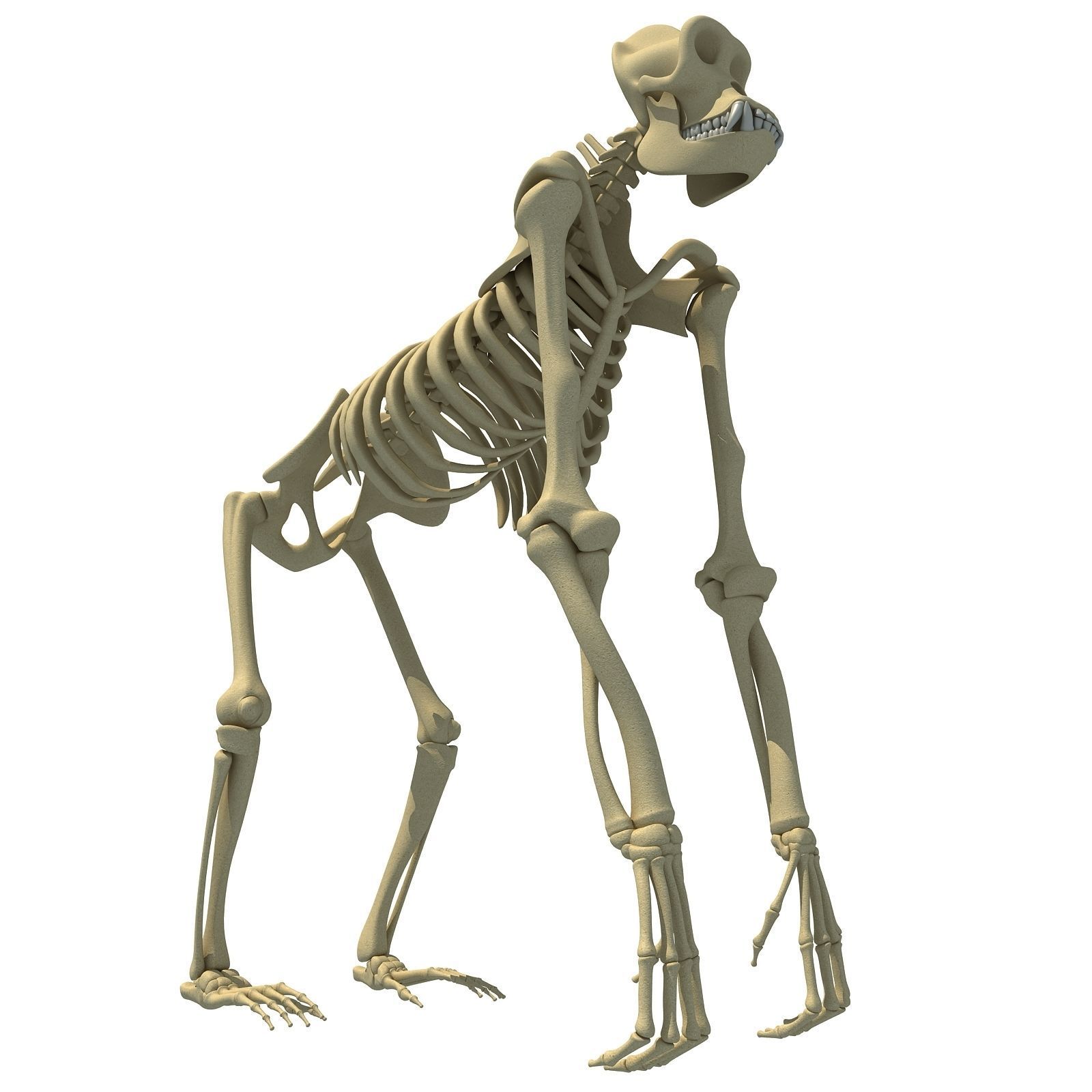 Animal Skeleton 3D Models 3D model_13