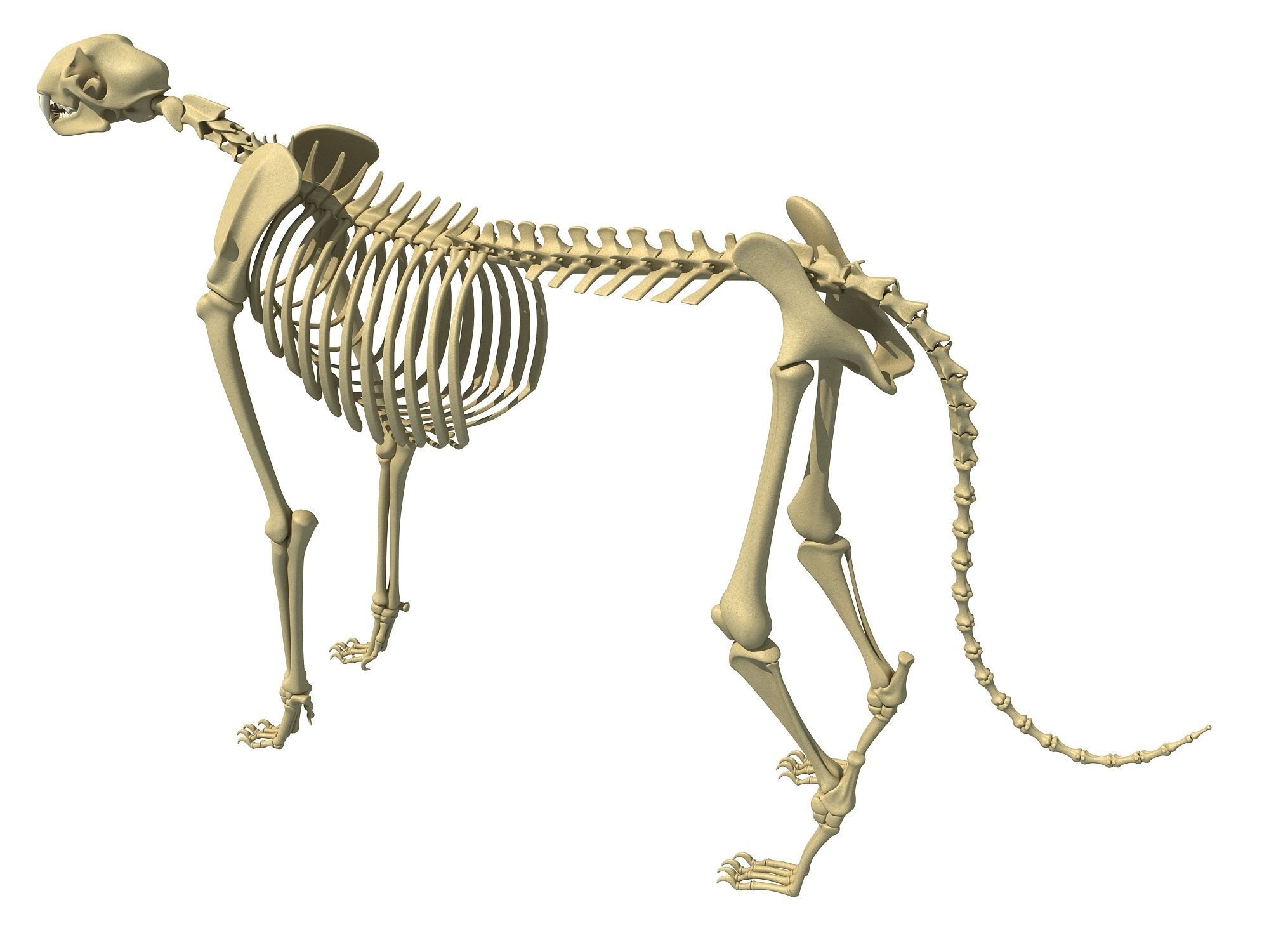 Animal Skeleton 3D Models 3D model_2