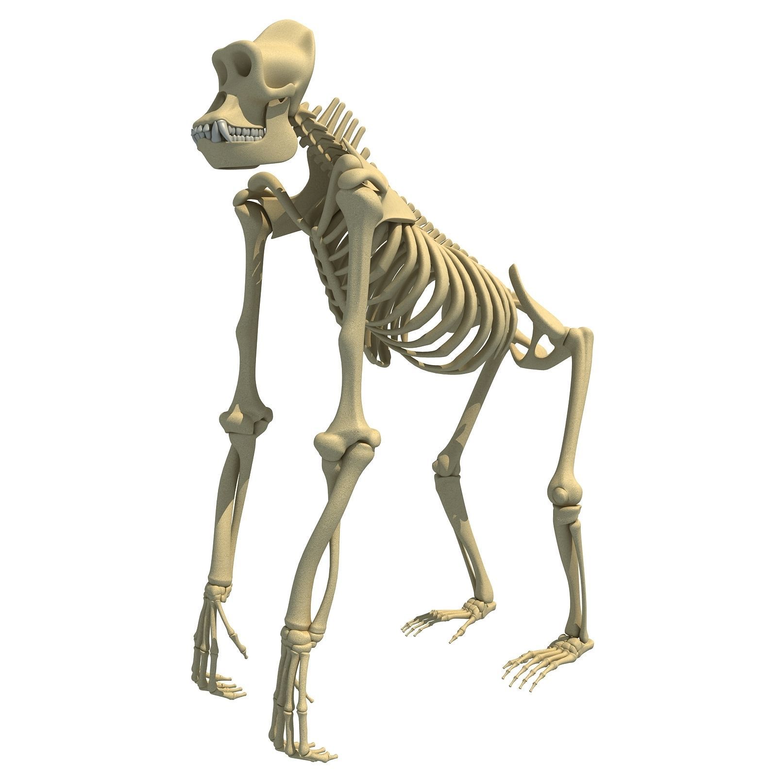 Animal Skeleton 3D Models 3D model_12
