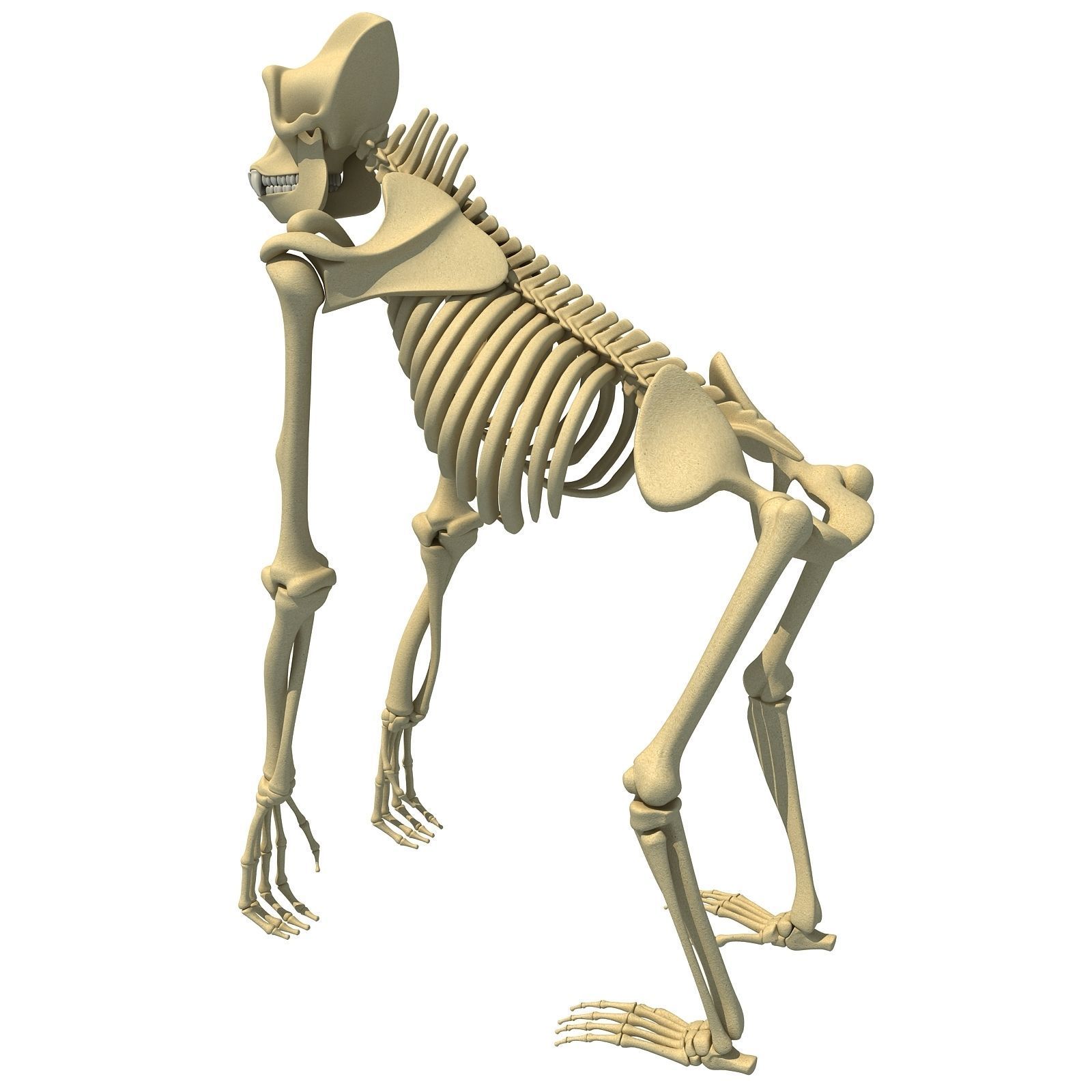 Animal Skeleton 3D Models 3D model_10