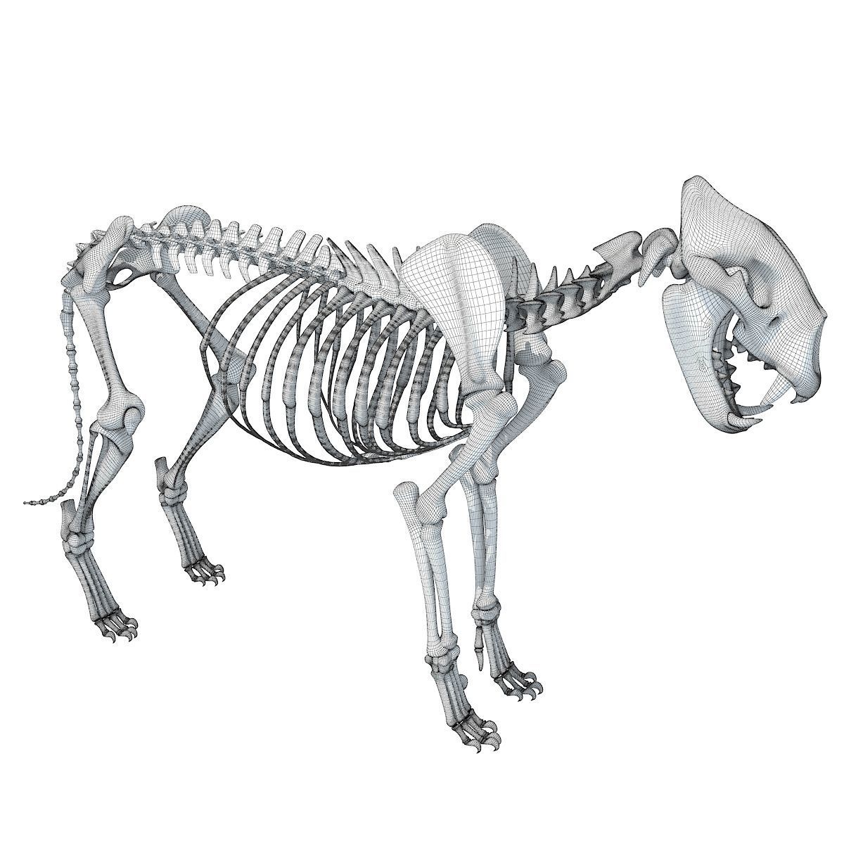 Animal Skeleton 3D Models 3D model_32