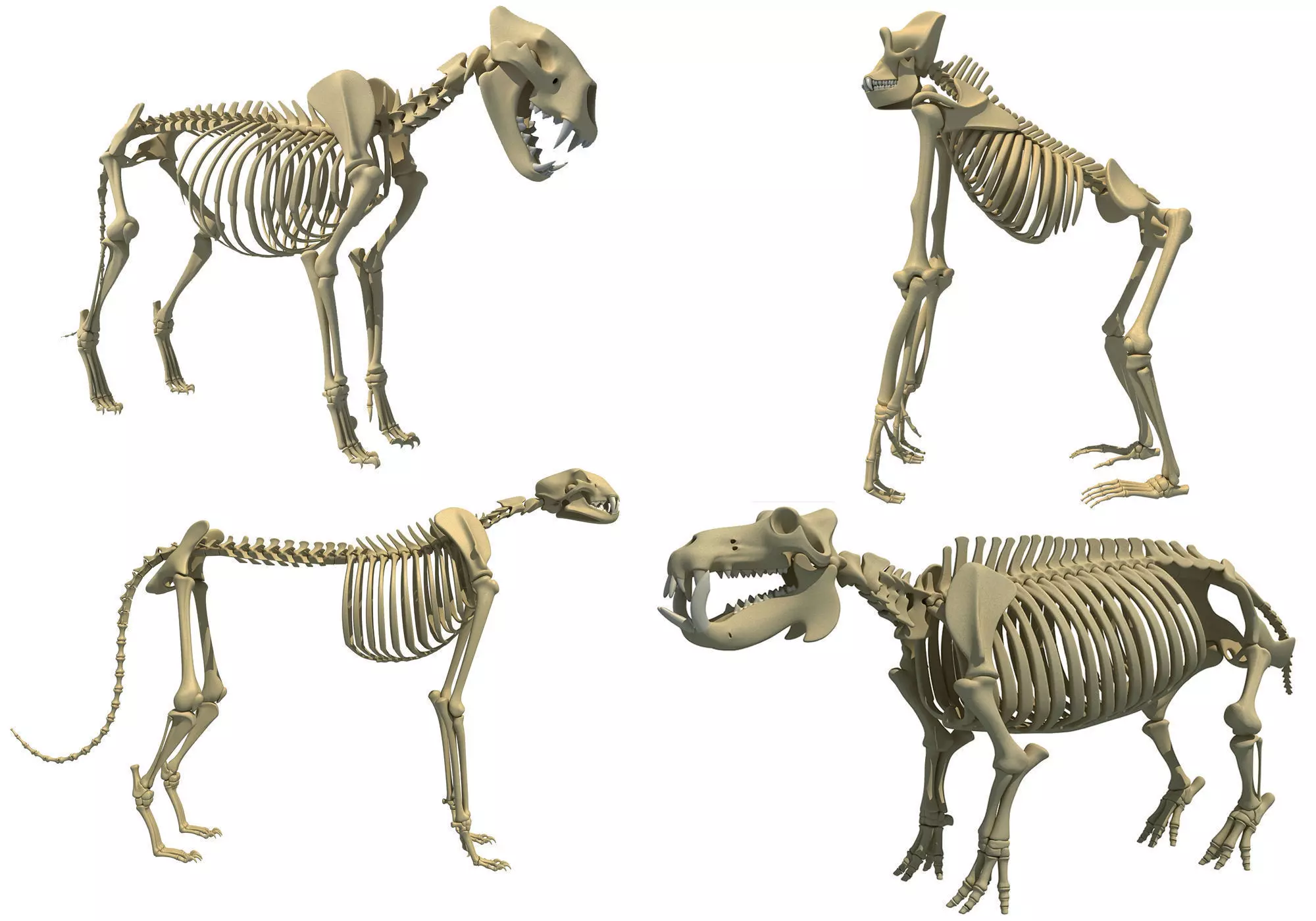 Animal Skeleton 3D Models 3D model_0