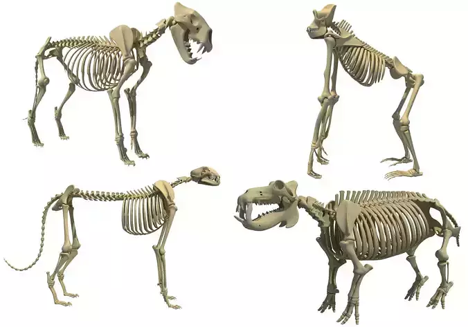 Animal Skeleton 3D Models 3D model