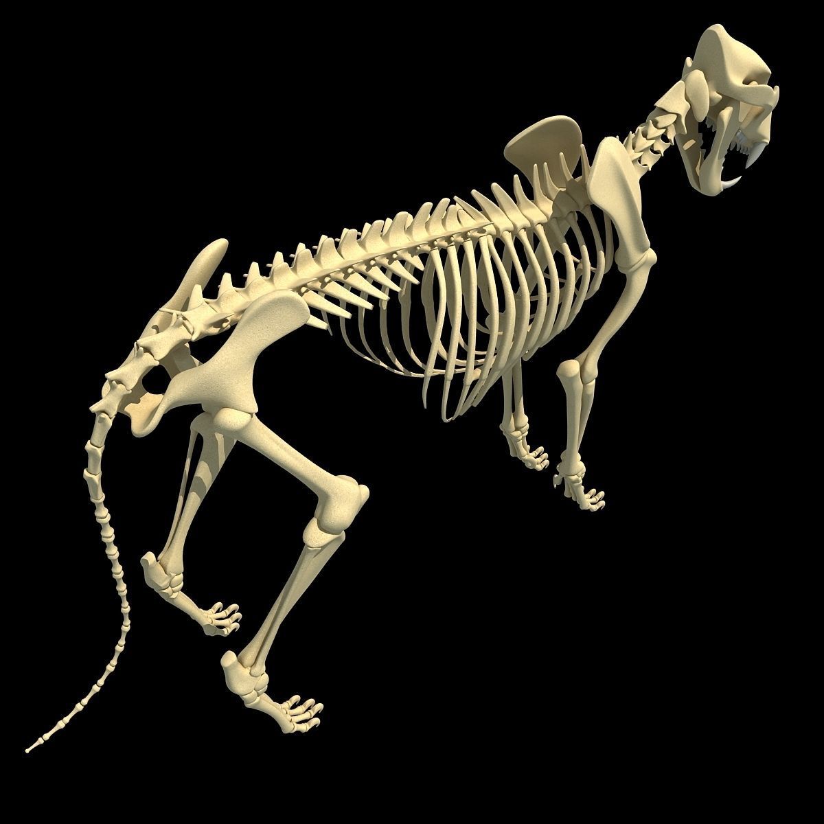 Animal Skeleton 3D Models 3D model_30