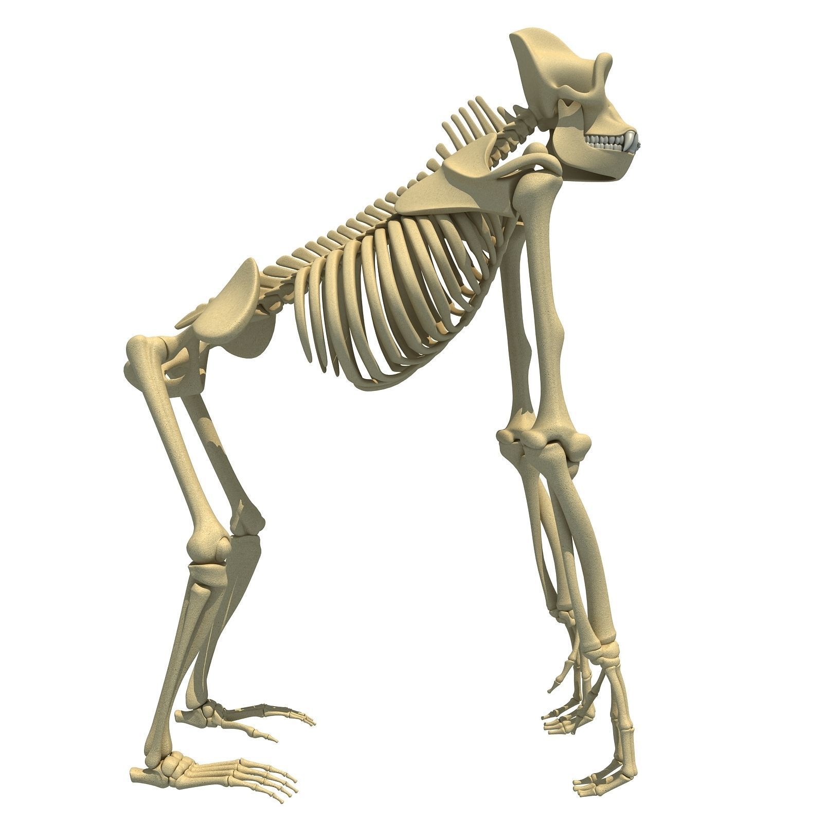 Animal Skeleton 3D Models 3D model_11