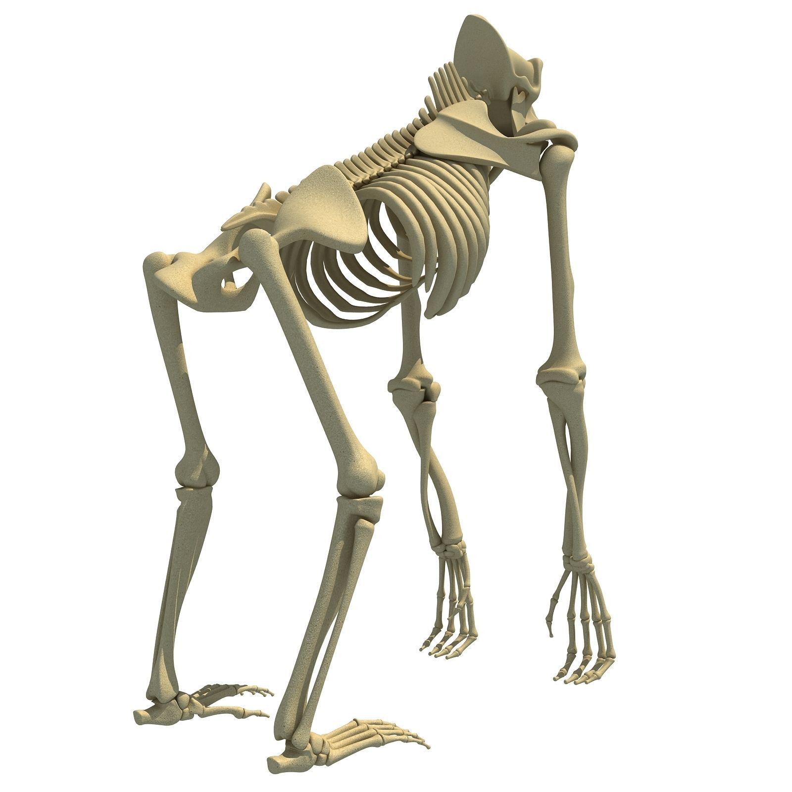 Animal Skeleton 3D Models 3D model_14