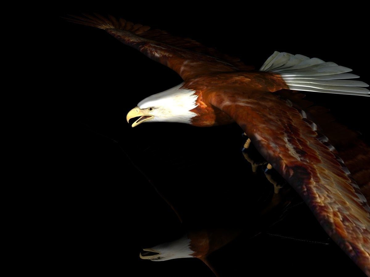Eagle Full Rigged Low-poly 3D model_1