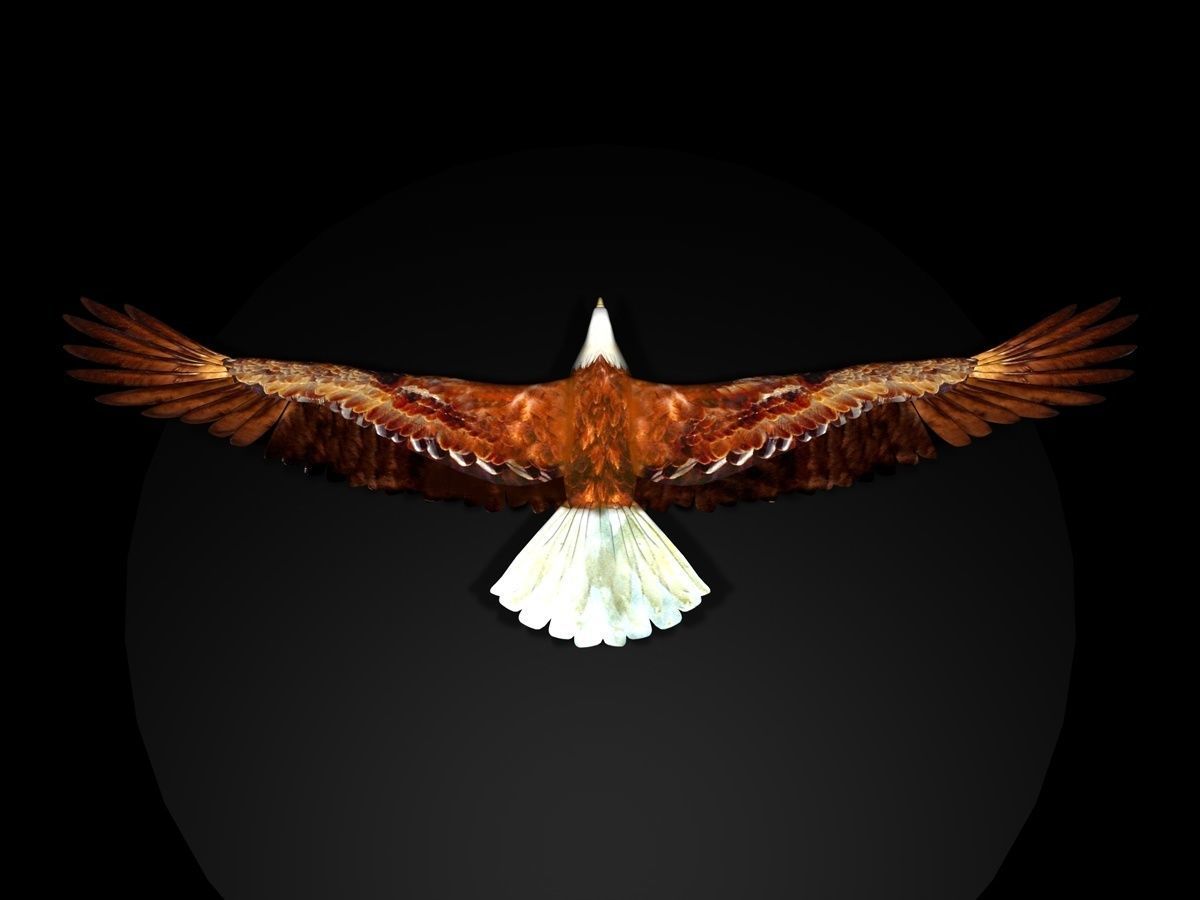 Eagle Full Rigged Low-poly 3D model_5