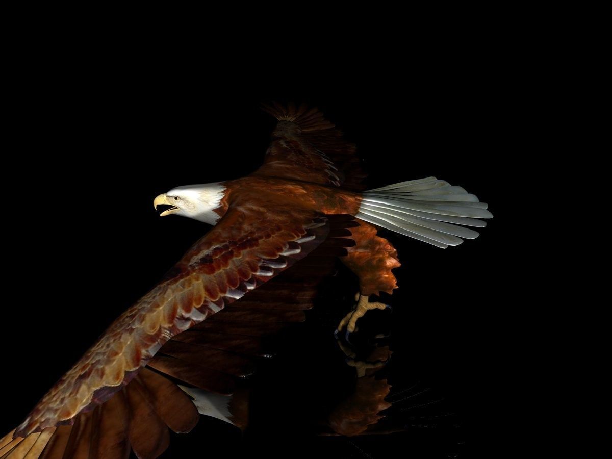 Eagle Full Rigged Low-poly 3D model_3