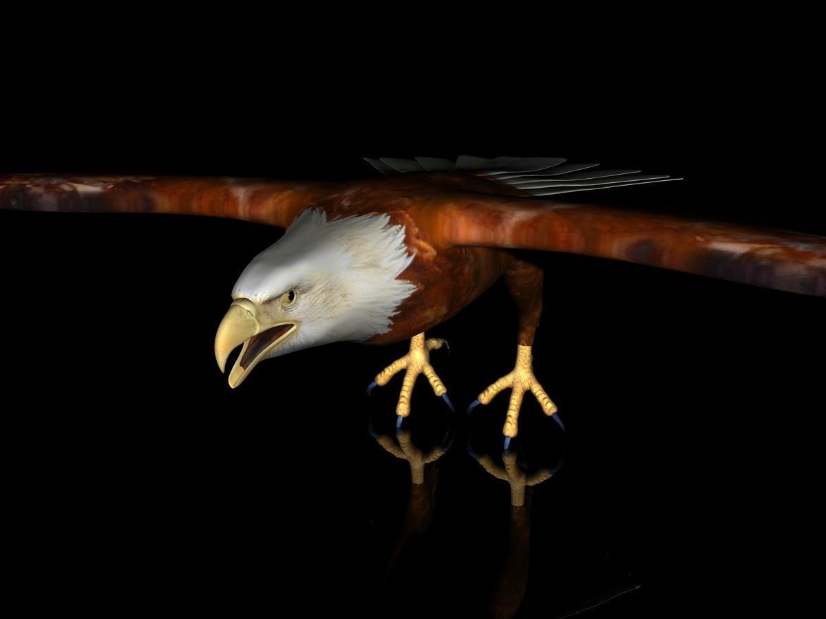Eagle Full Rigged Low-poly 3D model_10