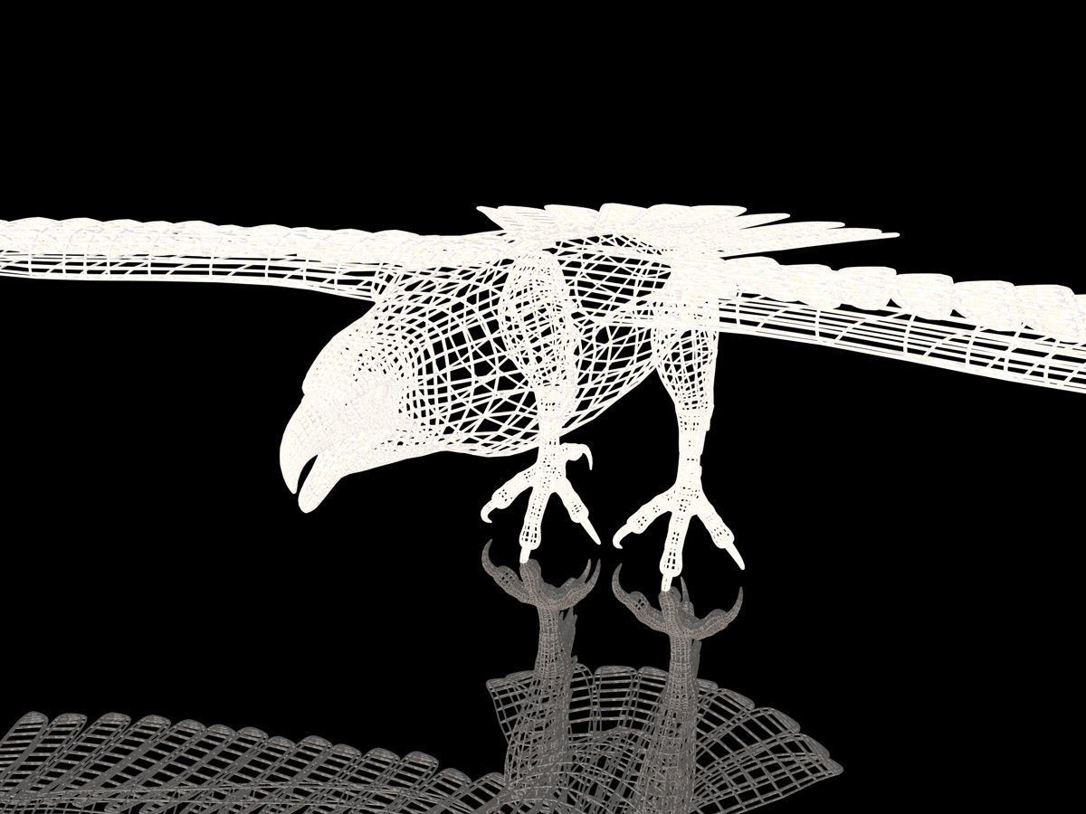Eagle Full Rigged Low-poly 3D model_12