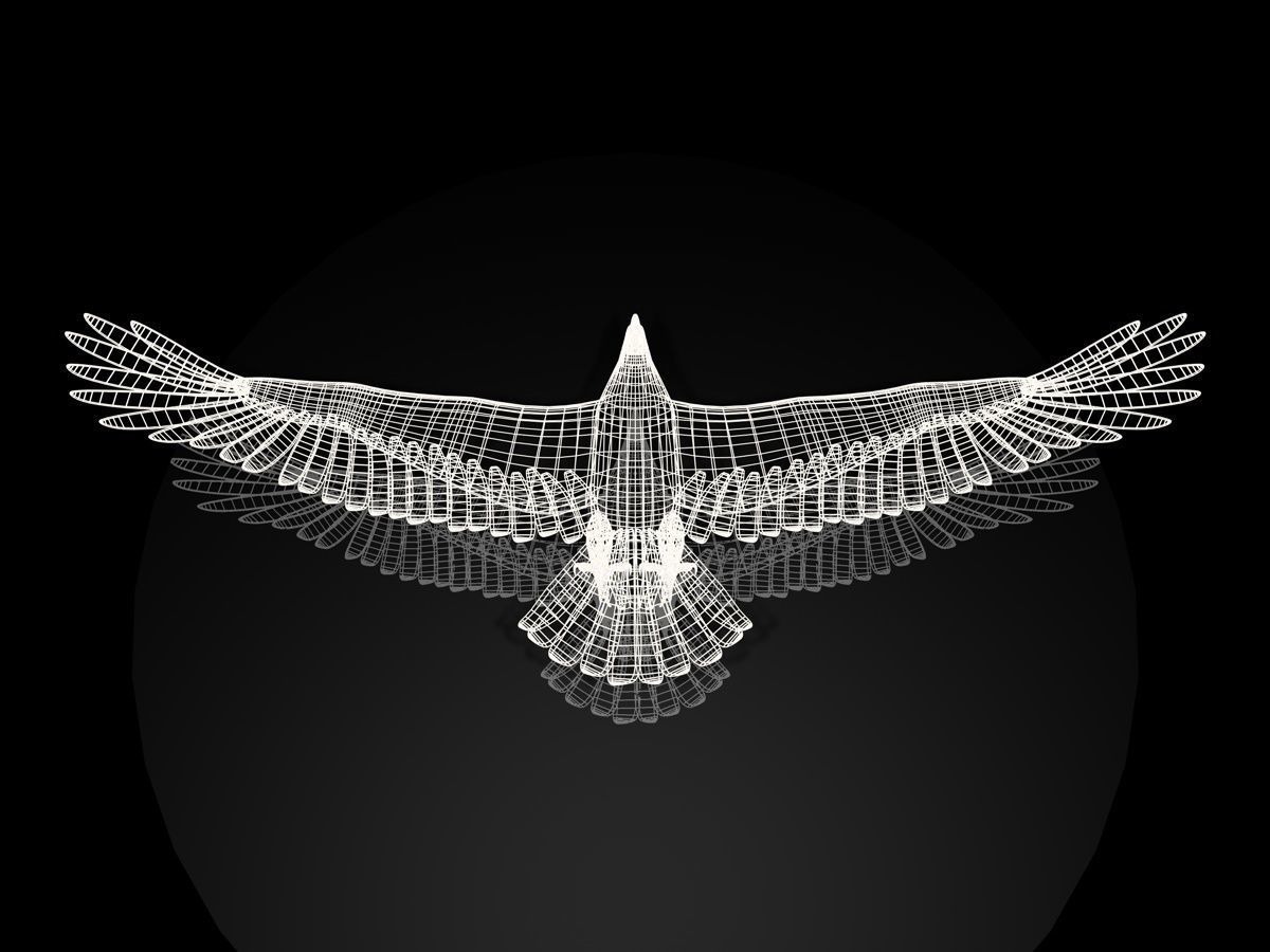Eagle Full Rigged Low-poly 3D model_7