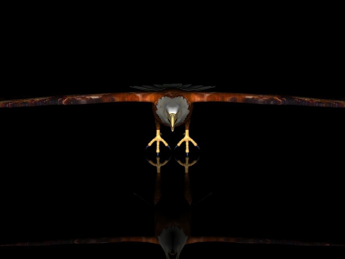 Eagle Full Rigged Low-poly 3D model_2