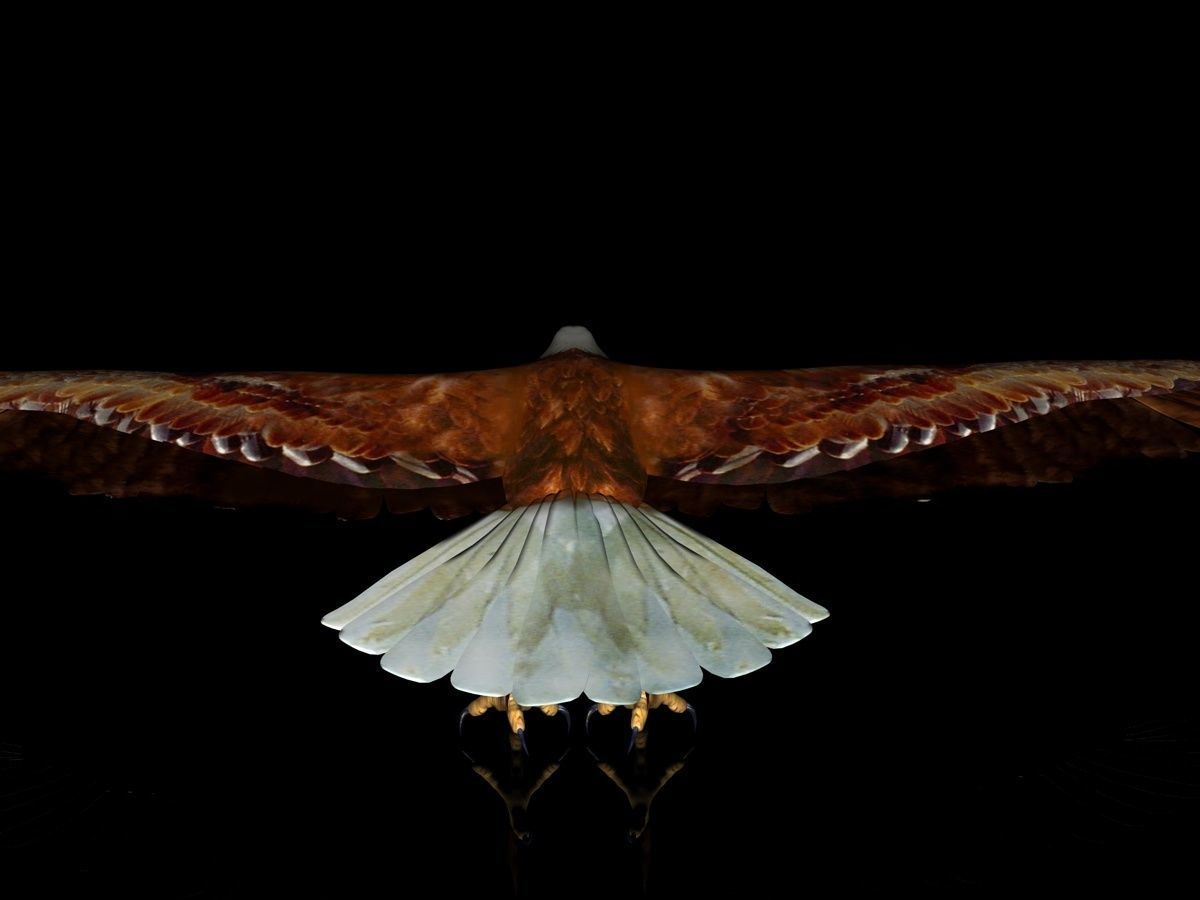 Eagle Full Rigged Low-poly 3D model_4