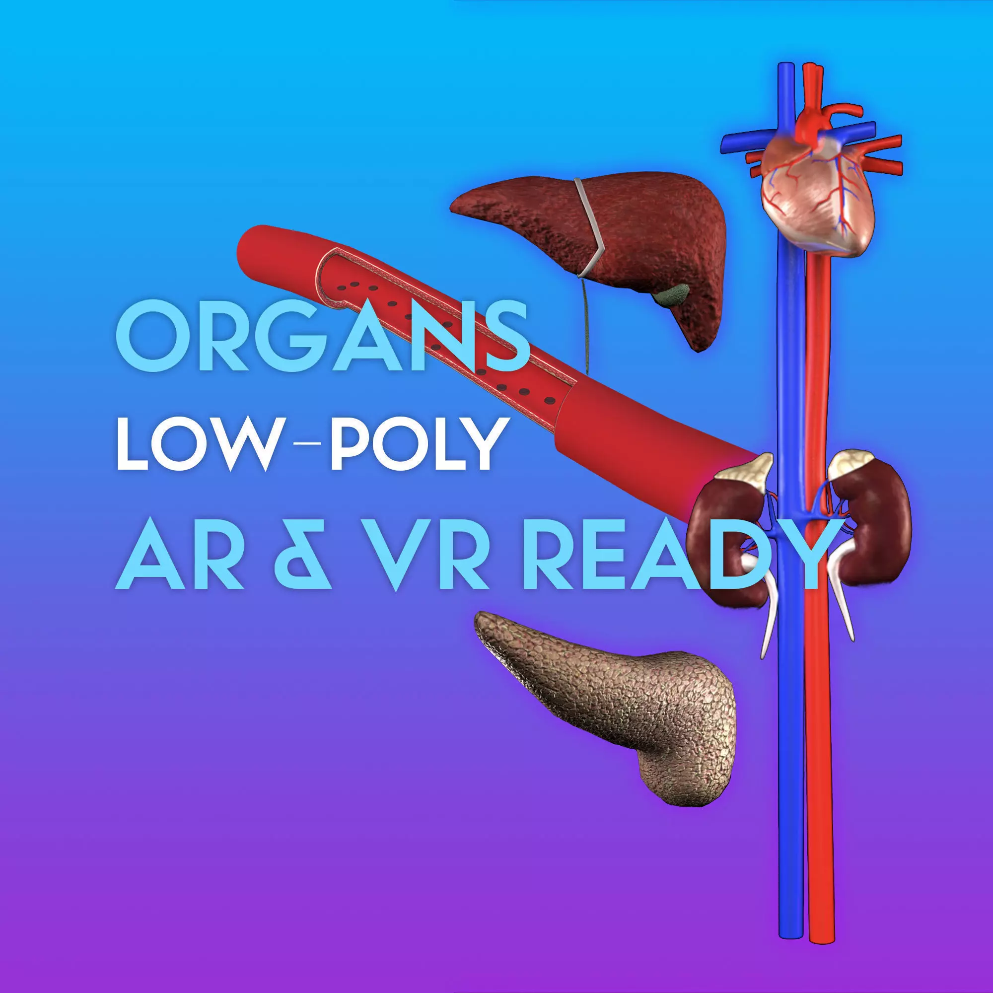 3D Organ Pack Low-poly 3D model_0