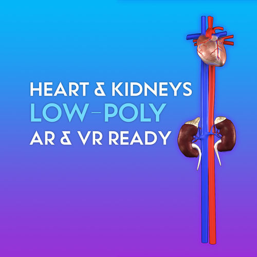 3D Heart and Kidneys Low-poly 3D model