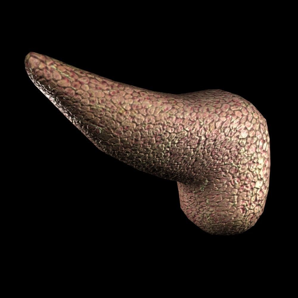 3D Pancreas human liver Low-poly 3D model_4