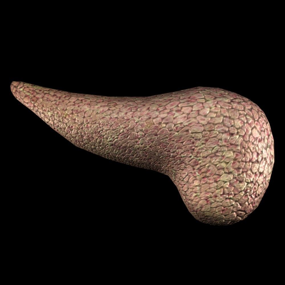 3D Pancreas human liver Low-poly 3D model_3