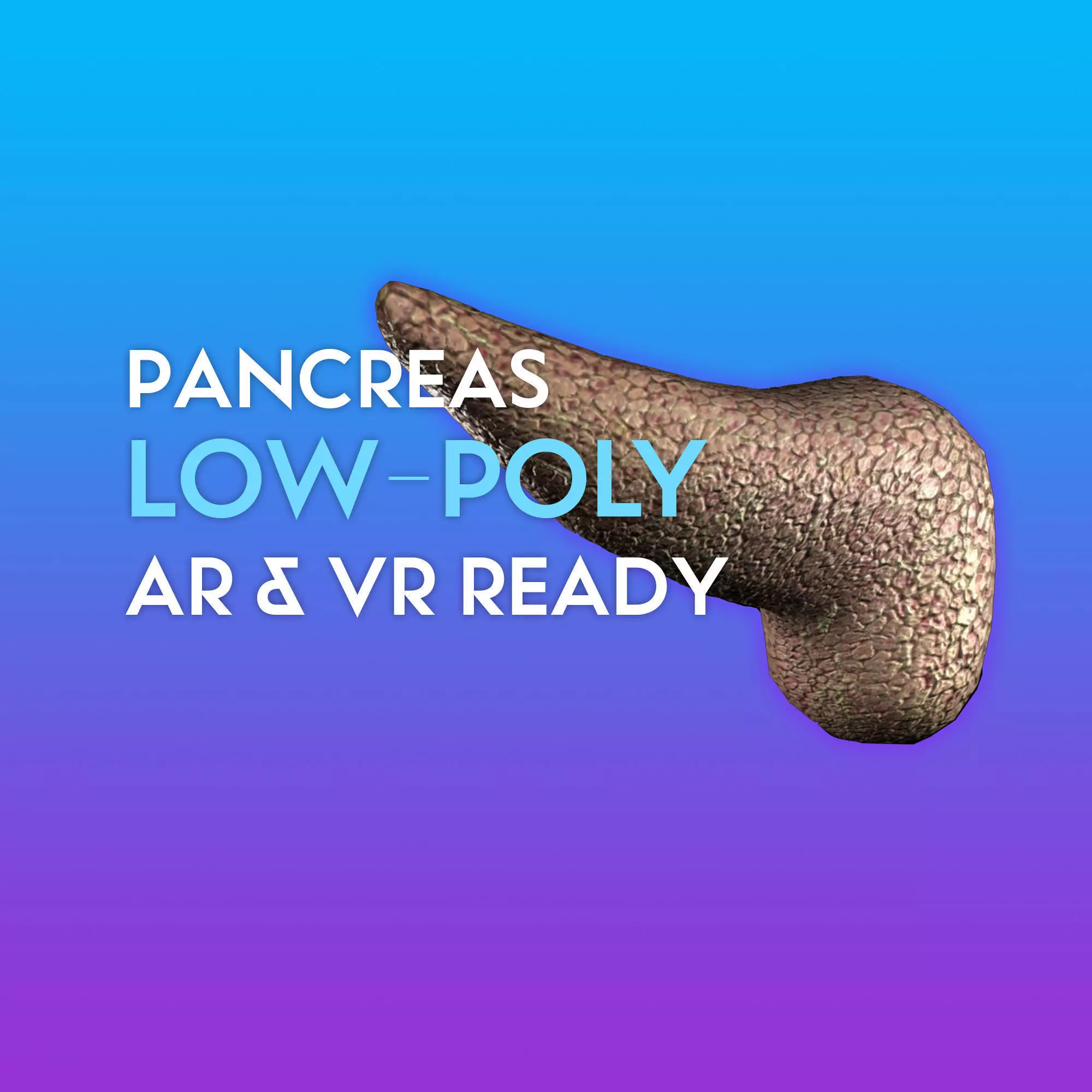 3D Pancreas human liver Low-poly 3D model_0