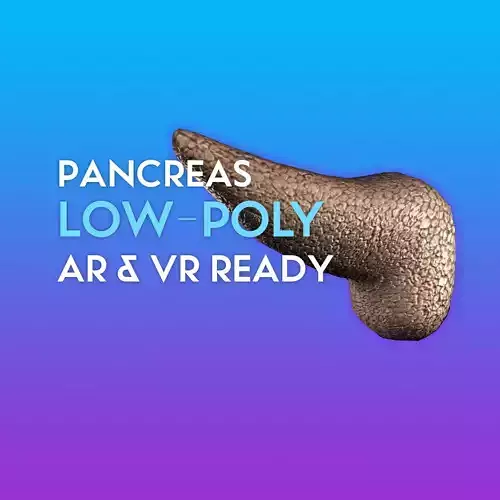 3D Pancreas human liver