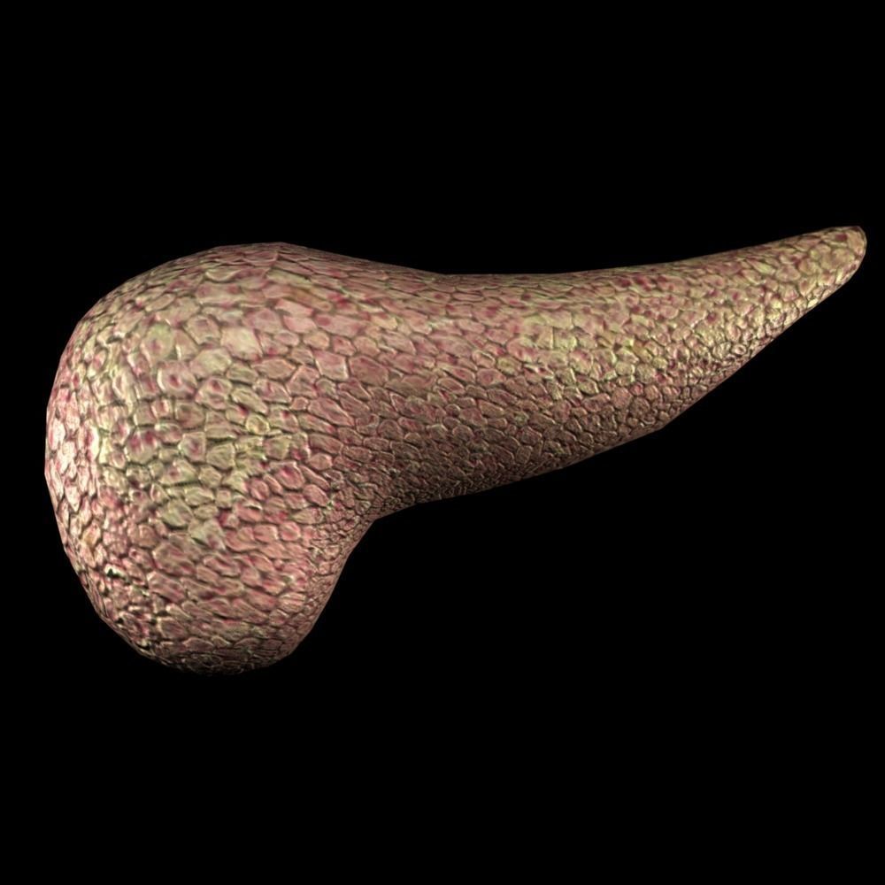 3D Pancreas human liver Low-poly 3D model_1