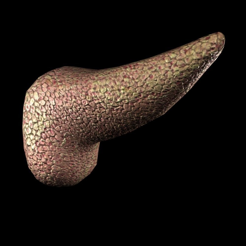 3D Pancreas human liver Low-poly 3D model_5