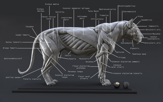 Lion Ecorche - Model Muscles Study -  3D model
