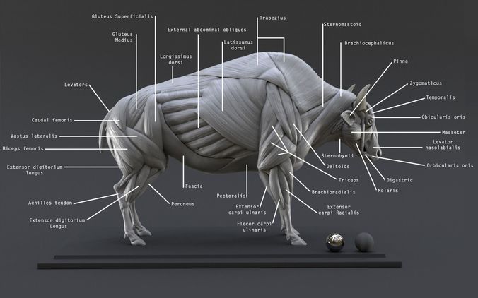 Bison Ecorche - Model Muscles Study - 3D model
