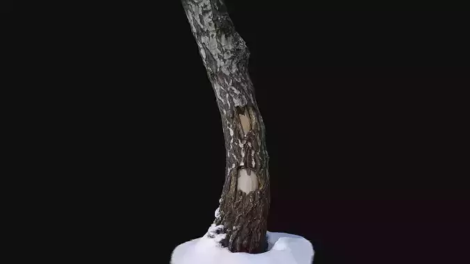 Photoscan Birch trunk with snow 1