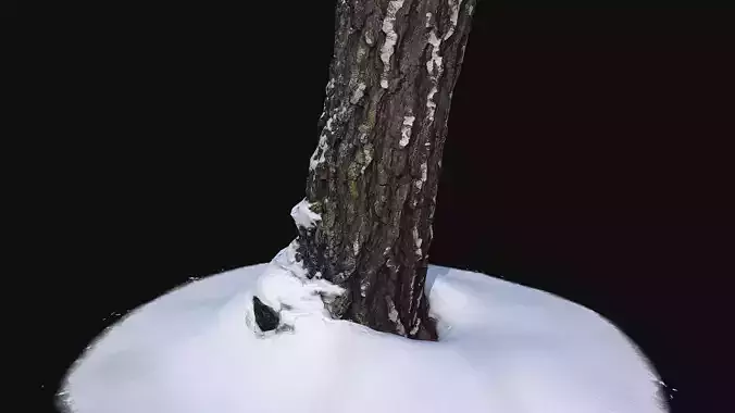 Photoscan Birch trunk with snow 3