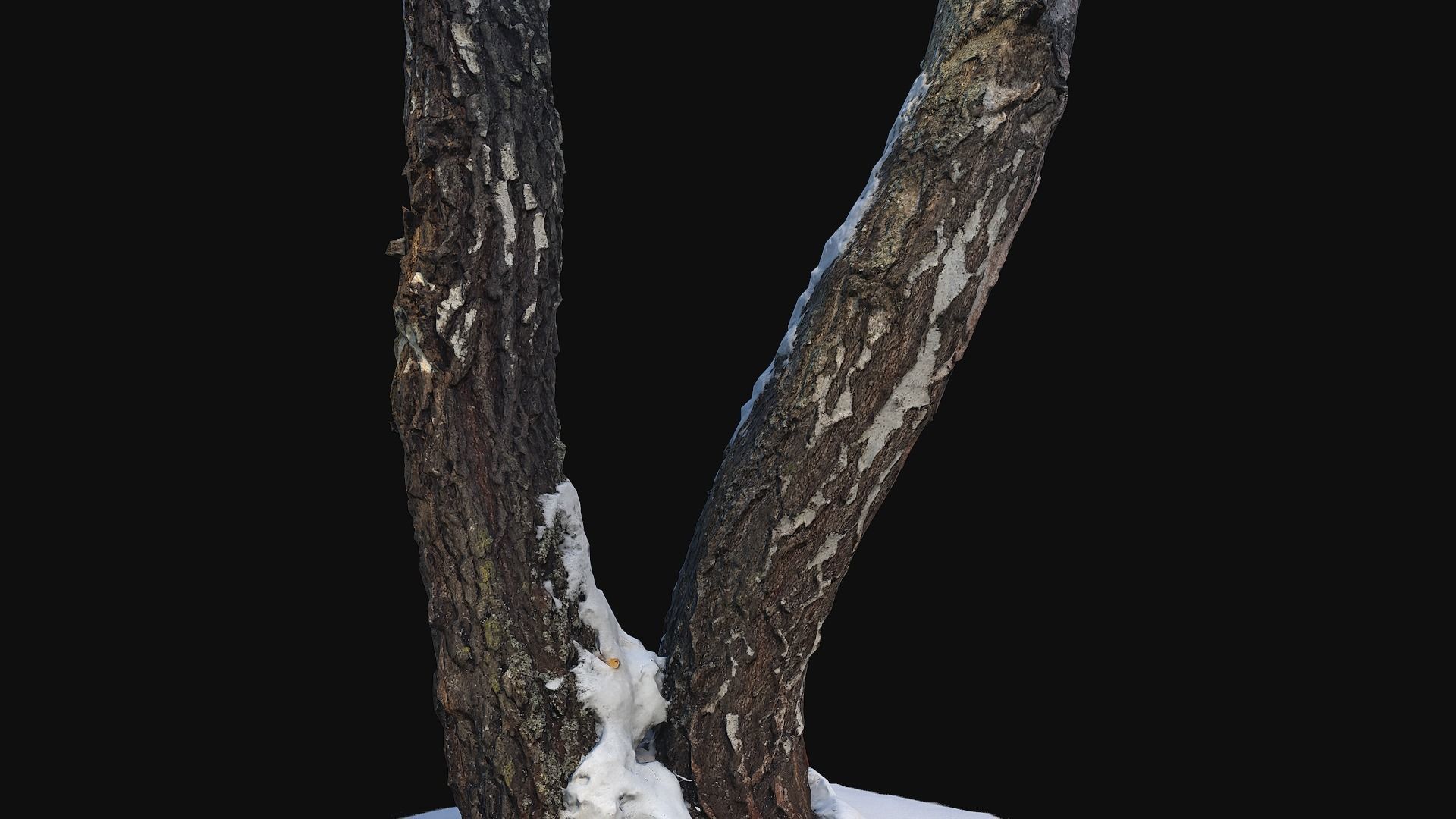 Photoscan Birch trunk with snow 4 Low-poly 3D model_6
