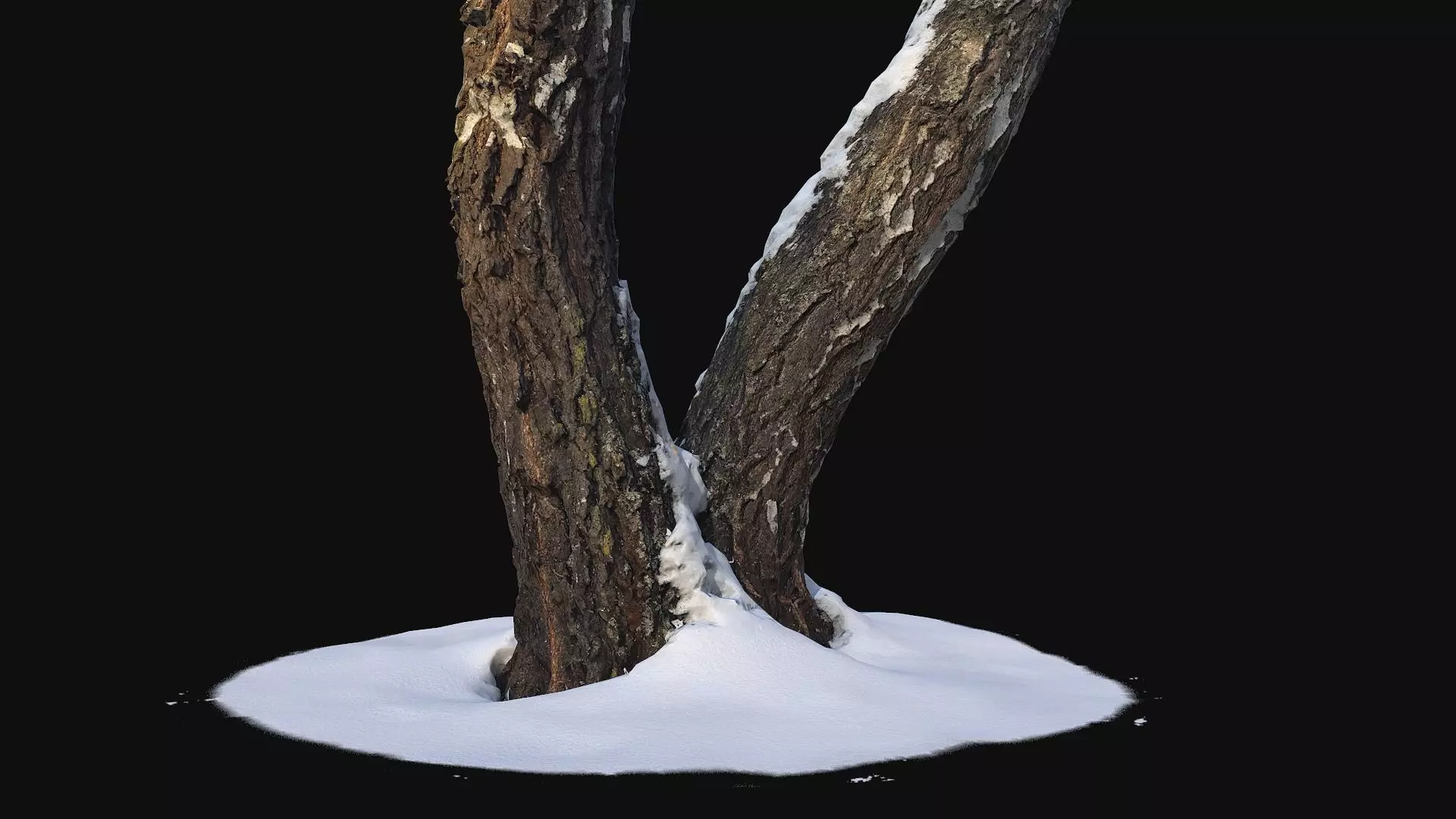 Photoscan Birch trunk with snow 4 Low-poly 3D model_0