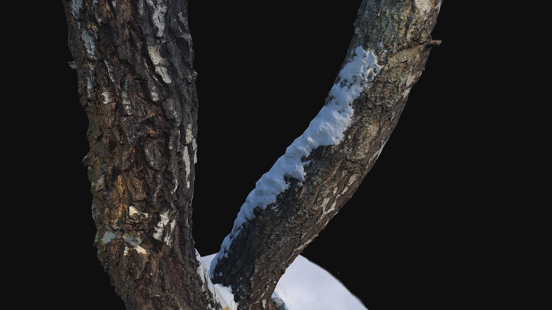 Photoscan Birch trunk with snow 4 Low-poly 3D model_2