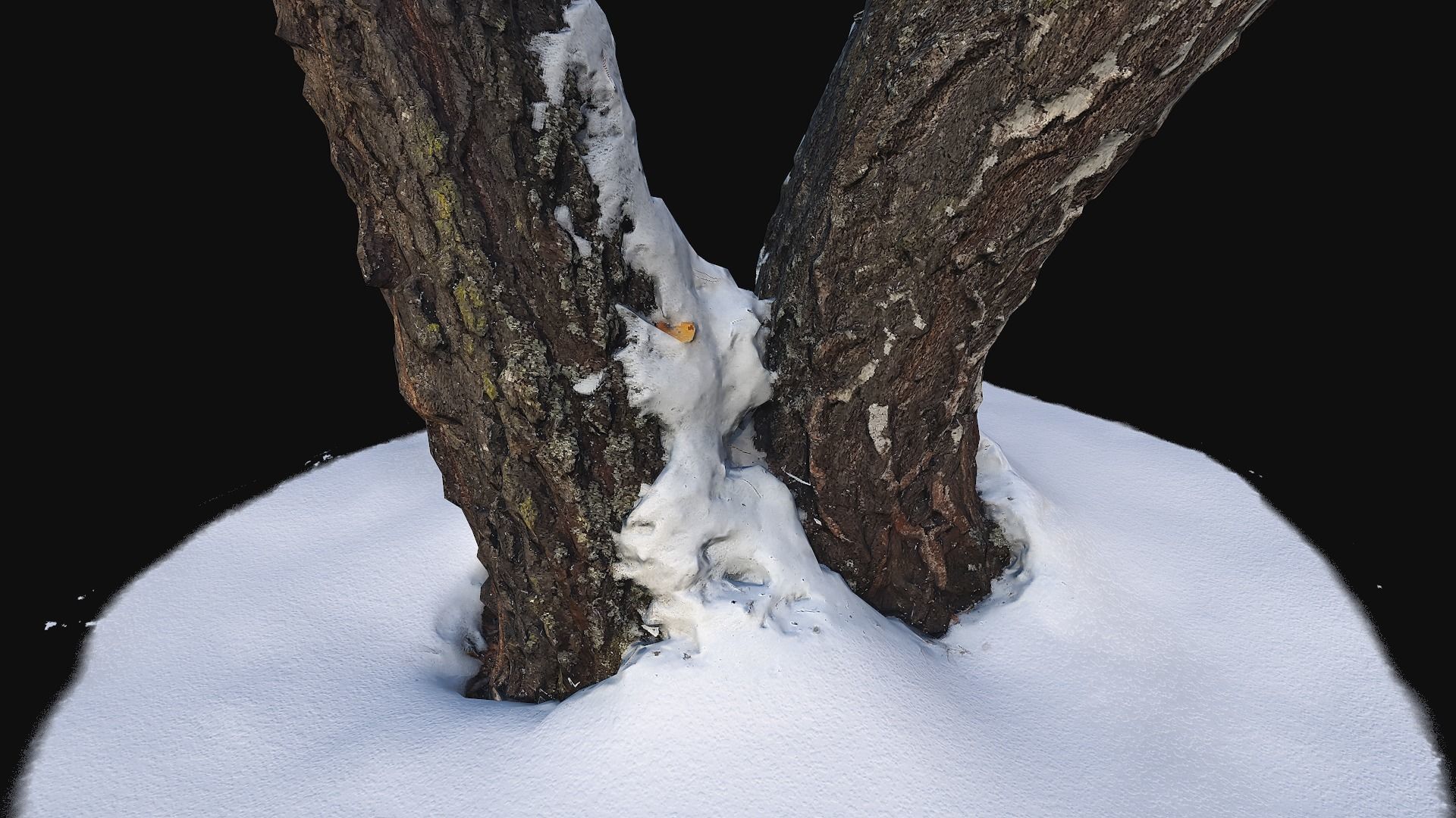 Photoscan Birch trunk with snow 4 Low-poly 3D model_5