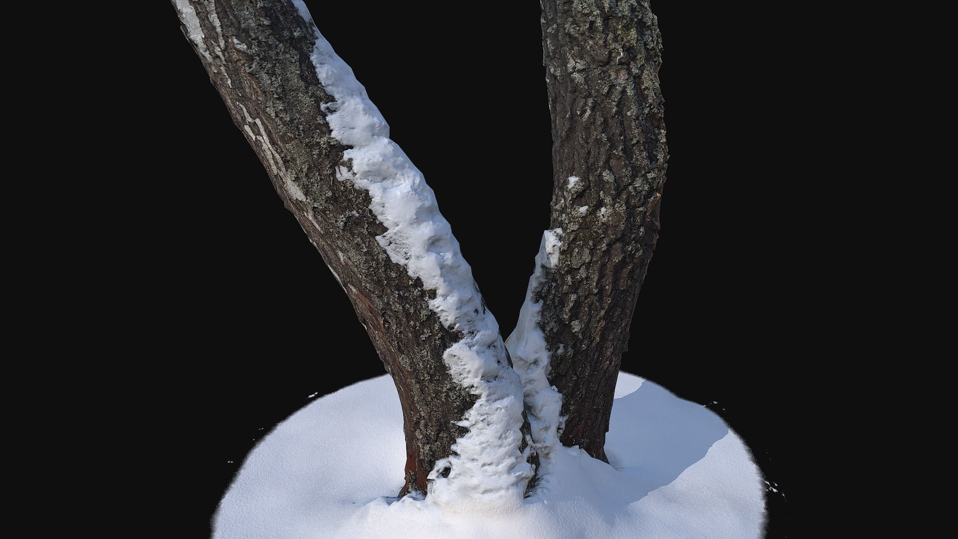 Photoscan Birch trunk with snow 4 Low-poly 3D model_4