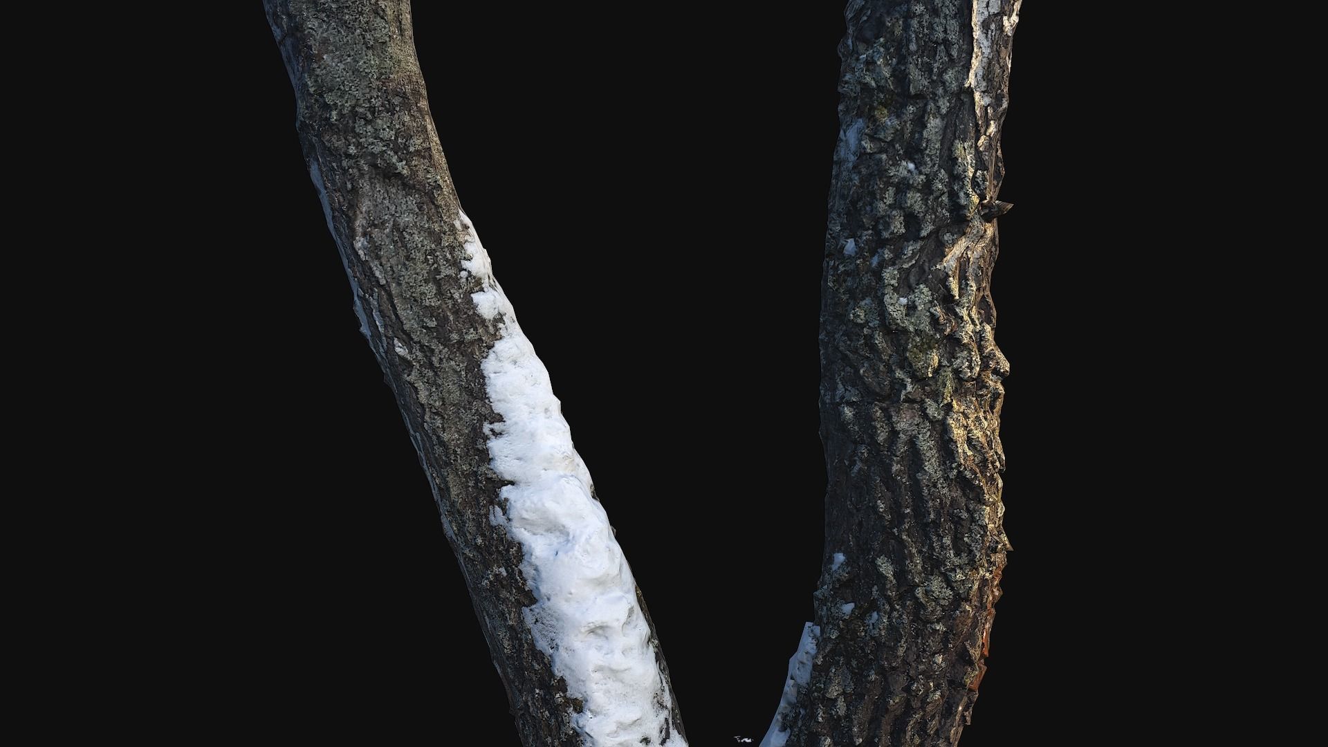 Photoscan Birch trunk with snow 4 Low-poly 3D model_3