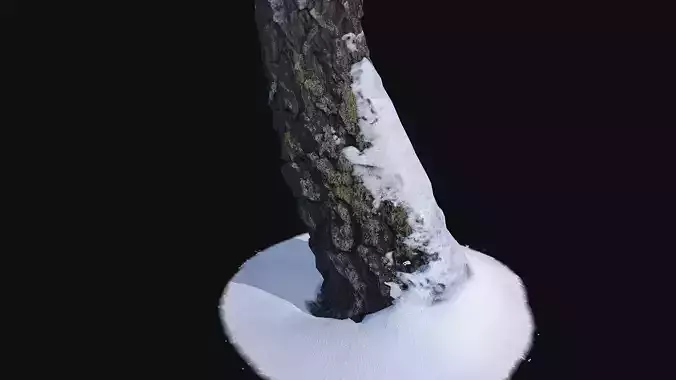 Photoscan Birch trunk with snow 5