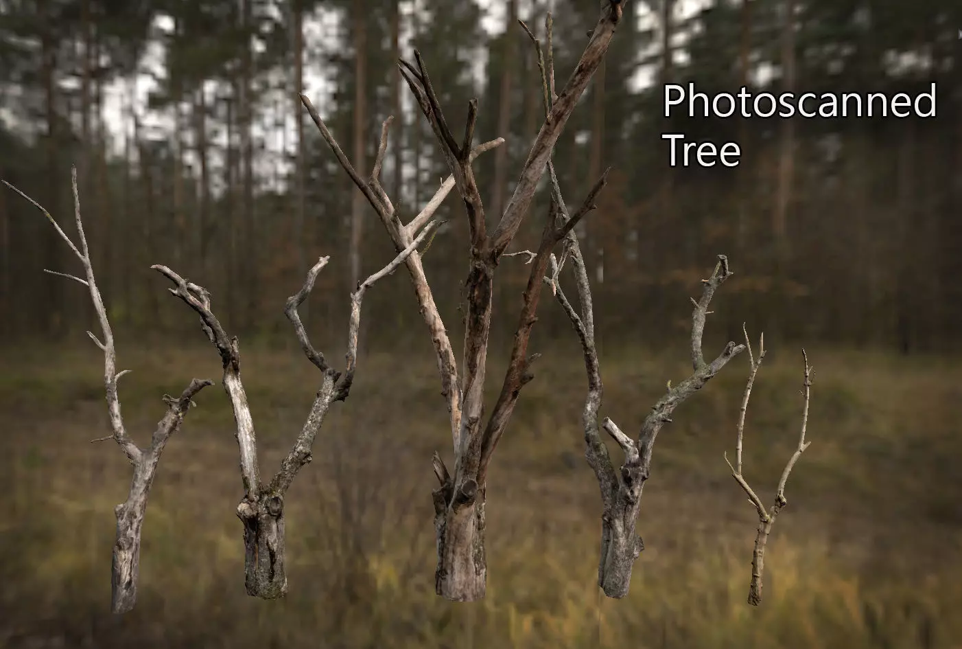 Photorealistic Photoscanned Tree Low-poly 3D model