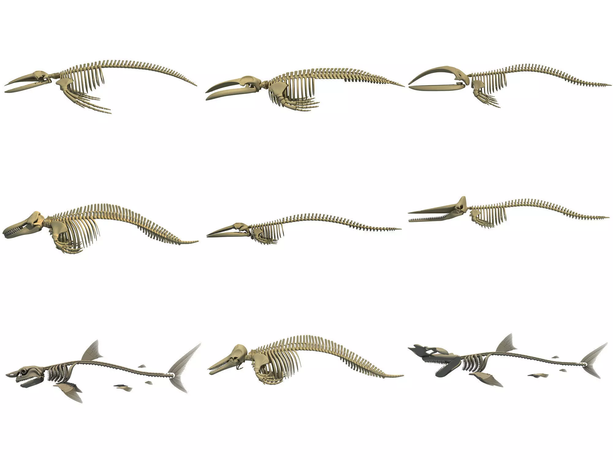 Aquatic Skeletons 3D Models 3D model