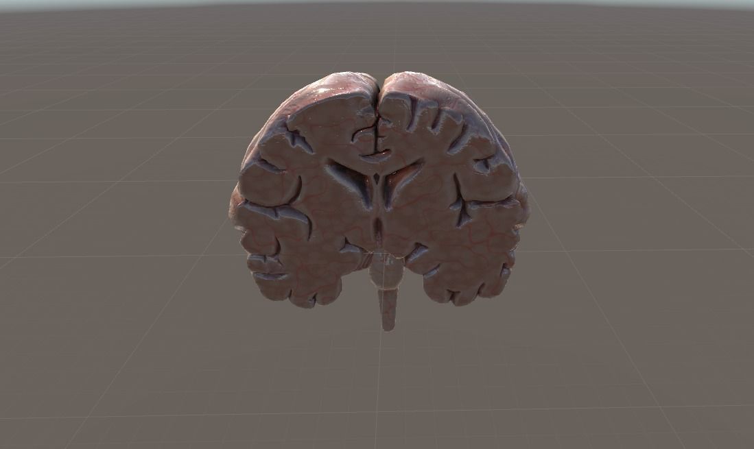 Cross Section Human Brain Lobes Low-poly 3D model_11