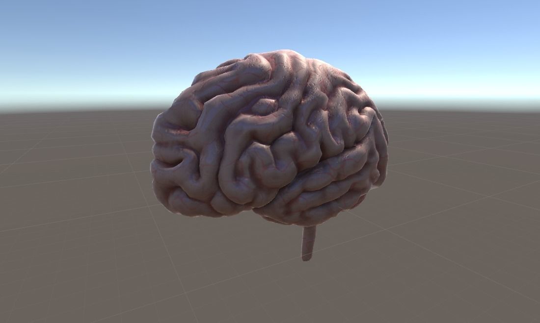 Cross Section Human Brain Lobes Low-poly 3D model_7