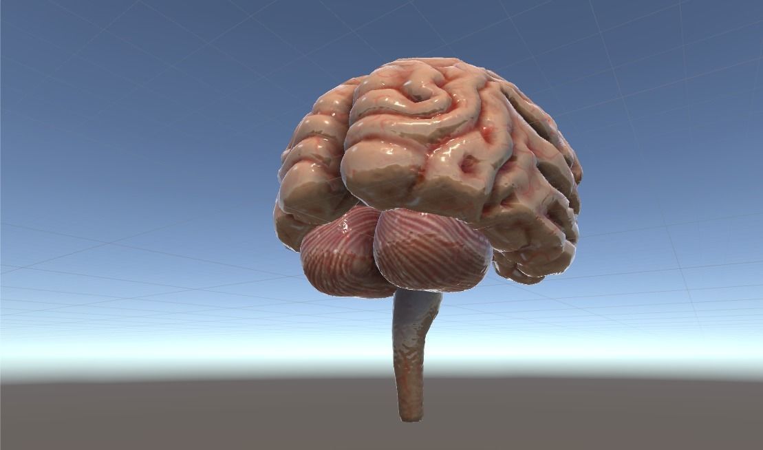 Cross Section Human Brain Lobes Low-poly 3D model_13