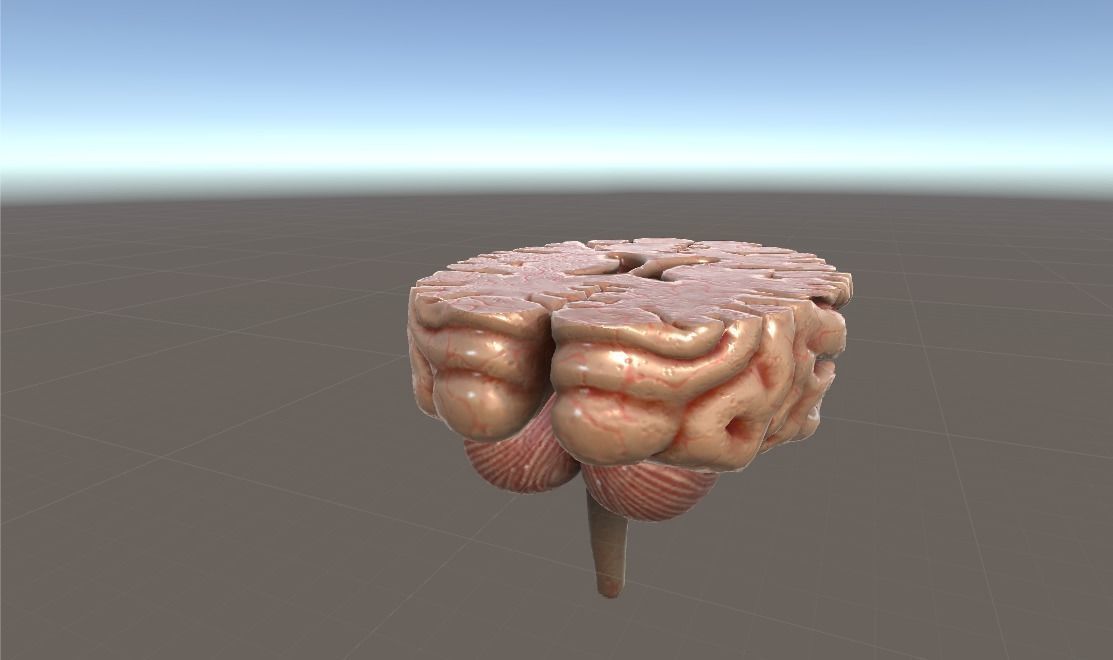 Cross Section Human Brain Lobes Low-poly 3D model_9