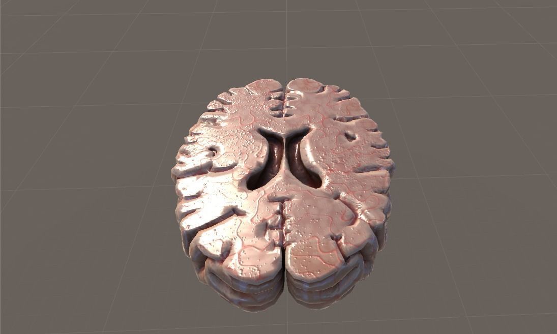 Cross Section Human Brain Lobes Low-poly 3D model_10