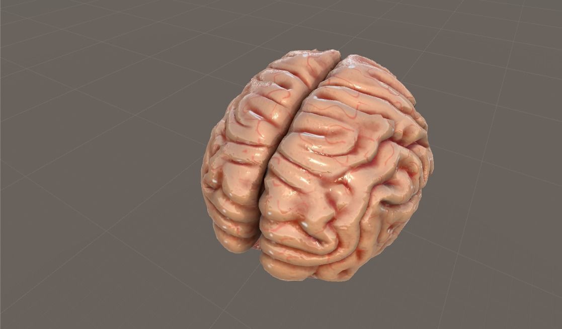 Cross Section Human Brain Lobes Low-poly 3D model_12