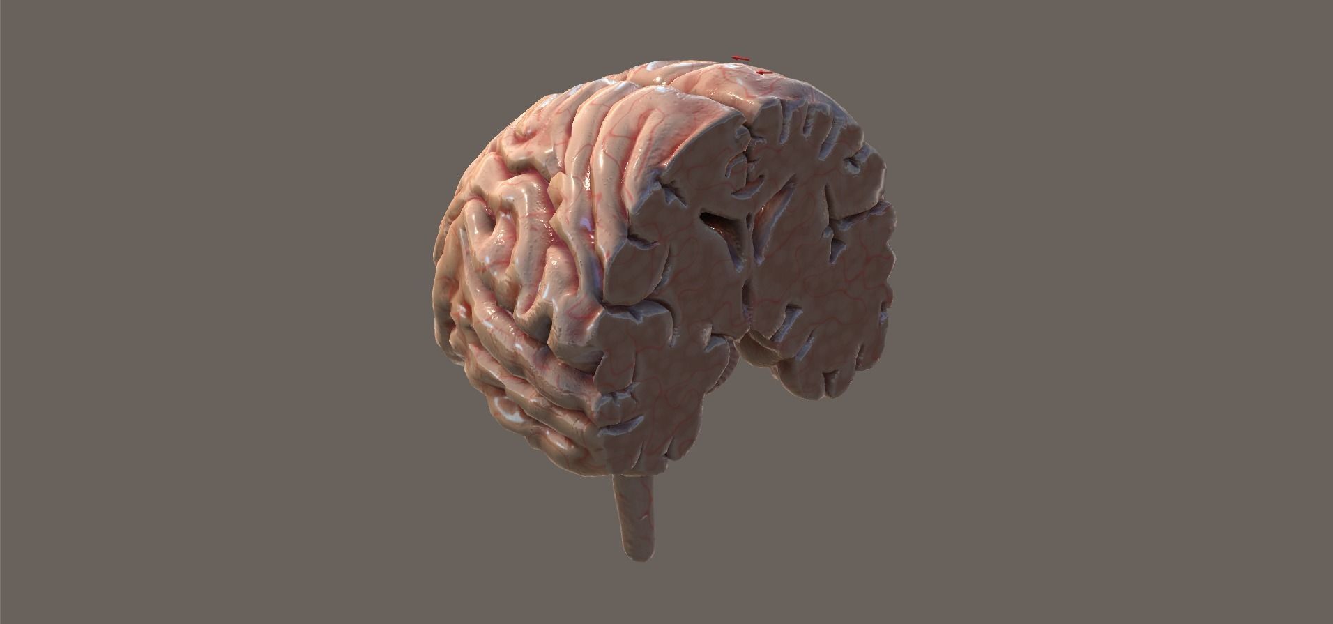 Cross Section Human Brain Lobes Low-poly 3D model_2