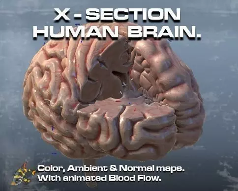Cross Section Human Brain Lobes Low-poly 3D model_0