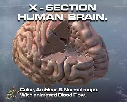 Cross Section Human Brain Lobes Low-poly 3D model